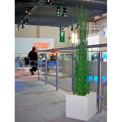 decher_equisetum-im-kubus-weiss