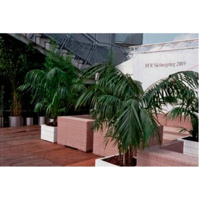 decher_kentie-ausladend-im-kubus-mit-rindermulch