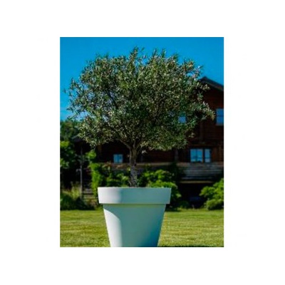 decher_olivenbaum-im-gartentopf_295x295