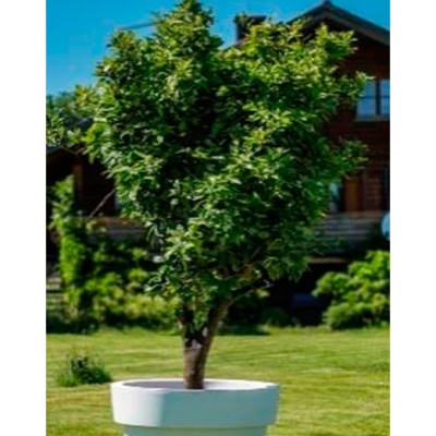 decher_orangenbaum-im-gartentopf