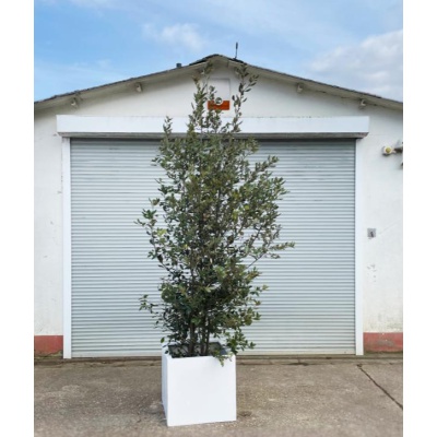 mietpflanzen6_1894199973