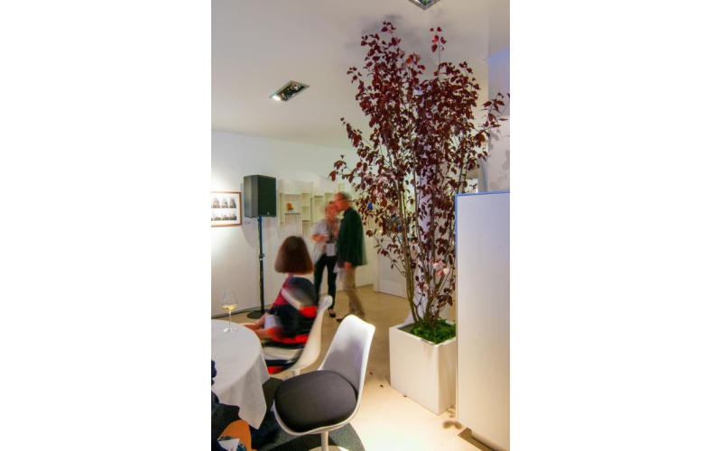 blutpflaume_im_kubus_weiss_