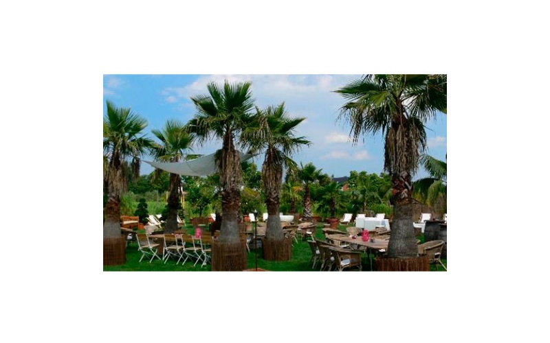 decher_gartenbereih-mit-vielen-washingtonia