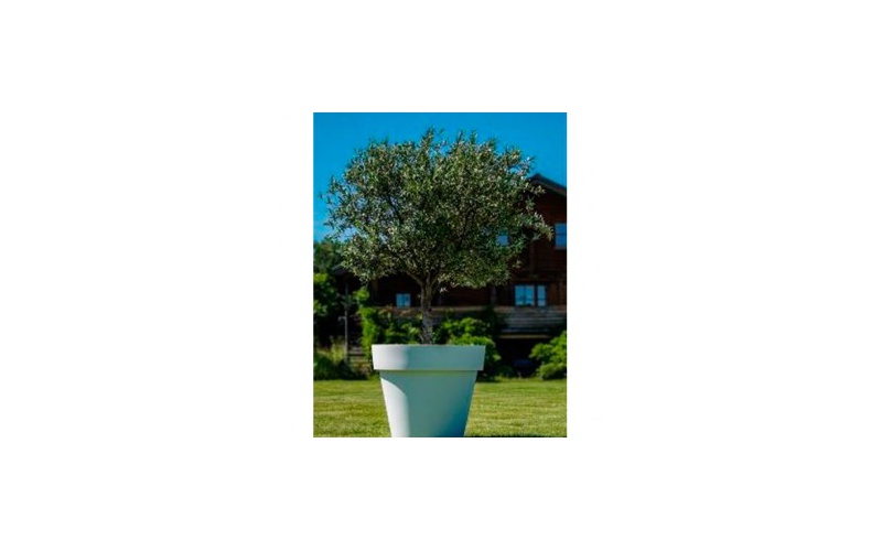 decher_olivenbaum-im-gartentopf_295x295