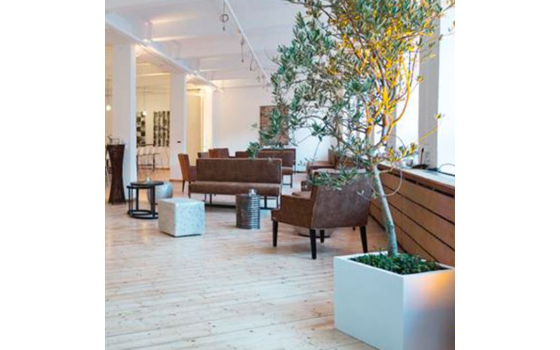 decher_olivenbaum-jung-im-weissen-kubus